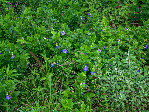 Thunbergia natalensis image