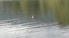 Trachemys scripta elegans