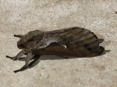 Elhamma australasiae