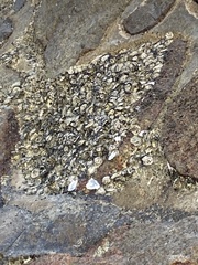 Amphibalanus amphitrite