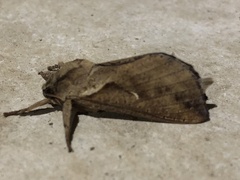 Elhamma australasiae