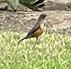 Turdus olivaceus olivaceus