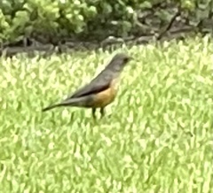Turdus olivaceus olivaceus