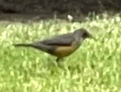 Turdus olivaceus olivaceus