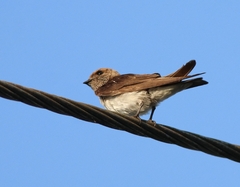 Petrochelidon fluvicola