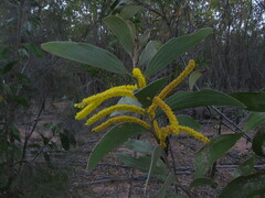 Acacia grandifolia