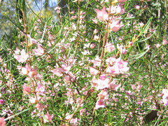 Boronia splendida
