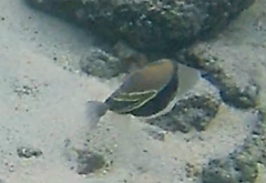 Rhinecanthus rectangulus