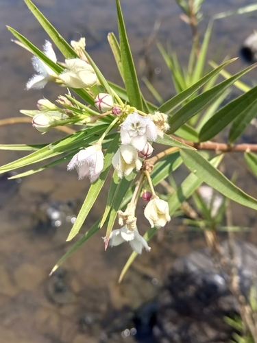 Kanahia laniflora