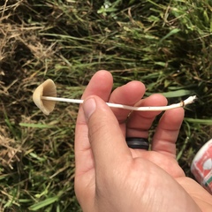 Conocybe apala albipes