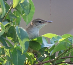 Acrocephalus stentoreus