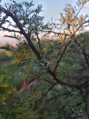 Vachellia karroo