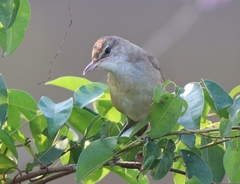 Acrocephalus stentoreus