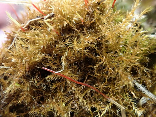 Hygroamblystegium humile, 2023-02-24