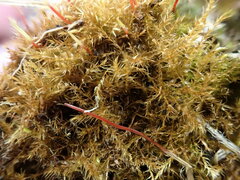Hygroamblystegium humile