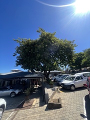 Lonchocarpus sericeus