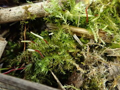 Hygroamblystegium humile