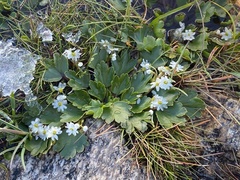 Dichosciadium ranunculaceum