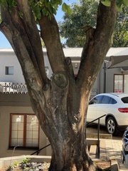 Lonchocarpus sericeus