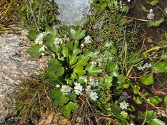 Dichosciadium ranunculaceum