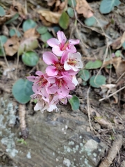 Bergenia