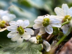 Dichosciadium ranunculaceum