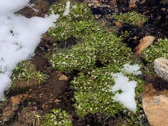Dichosciadium ranunculaceum