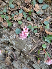 Bergenia