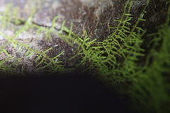 Thuidiopsis