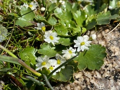 Dichosciadium ranunculaceum