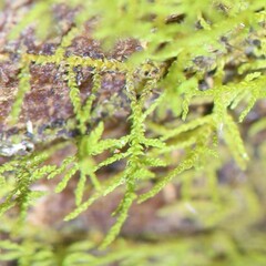 Thuidiopsis