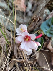Bergenia