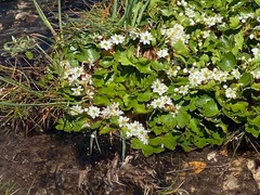 Dichosciadium ranunculaceum