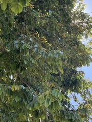 Lonchocarpus sericeus