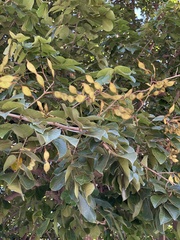 Lonchocarpus sericeus