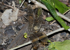 Gynacantha rosenbergi