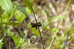 Neurothemis decora