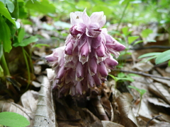 Lathraea squamaria