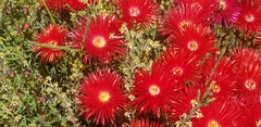 Lampranthus coccineus