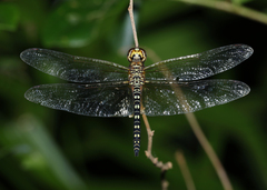 Hydrobasileus brevistylus