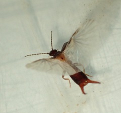 Nesogaster halli