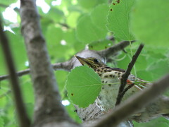 Turdus pilaris