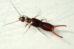 Nesogaster halli