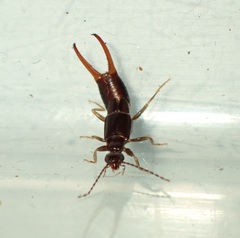 Nesogaster halli