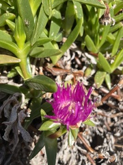 Carpobrotus glaucescens