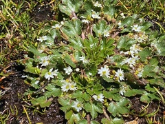 Dichosciadium ranunculaceum