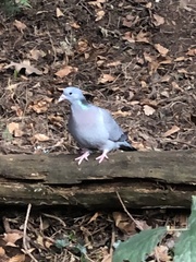 Columba oenas