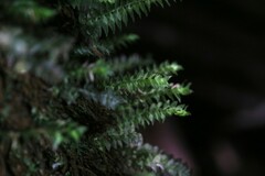 Cyathophorum bulbosum