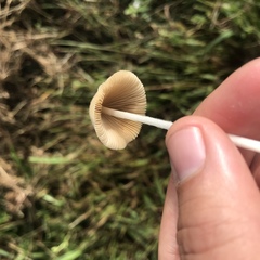 Conocybe apala albipes