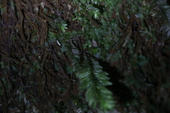 Cyathophorum bulbosum